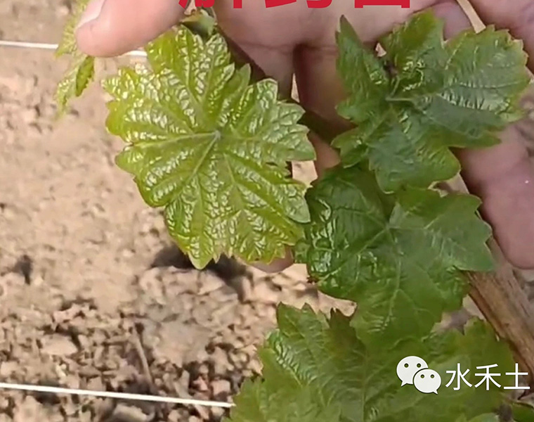 Alleviate pesticide damage