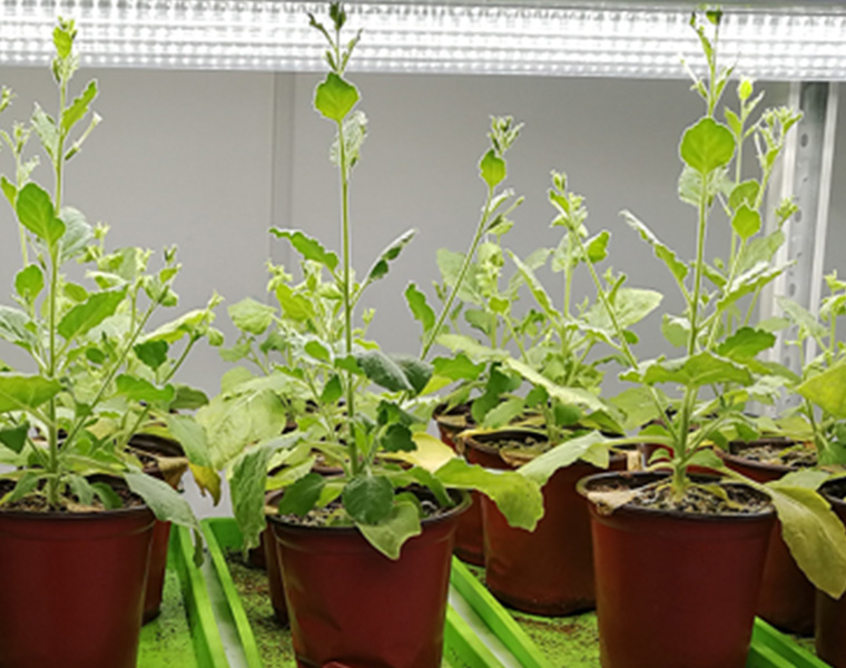 Disease and stress resistance